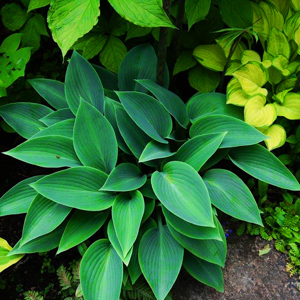 Halcyon Hosta For Sale Online | The Tree Center