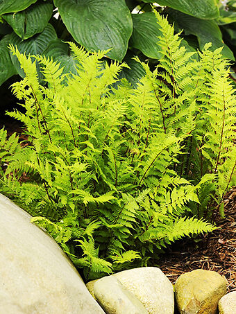 Lady Fern