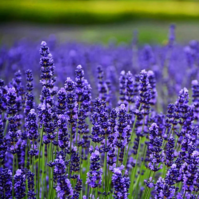 Munstead Lavender For Sale Online | The Tree Center