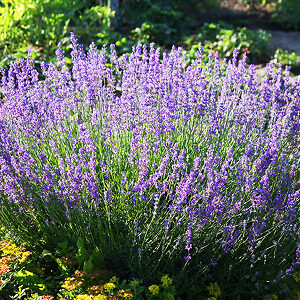 Munstead Lavender For Sale Online | The Tree Center