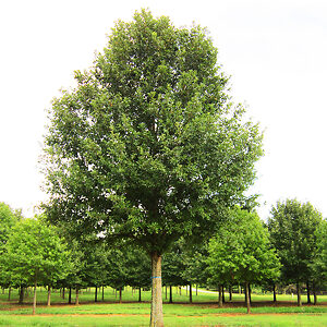 Nuttall Oak Tree For Sale Online | The Tree Center