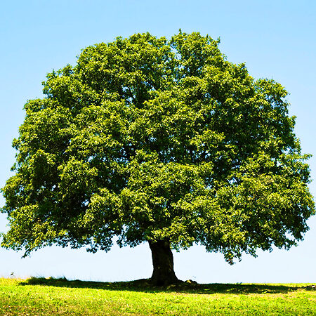 Overcup Oak Tree For Sale Online | The Tree Center