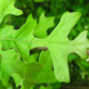 Overcup Oak Tree For Sale Online | The Tree Center