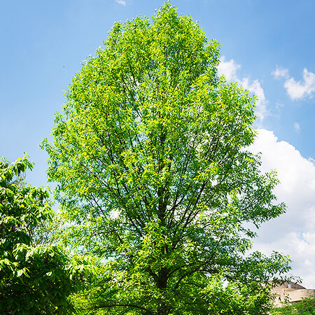 Overcup Oak Tree For Sale Online | The Tree Center