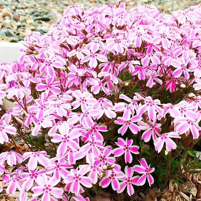 Candy Stripes Phlox - Unique Colorful Shrub | The Tree Center