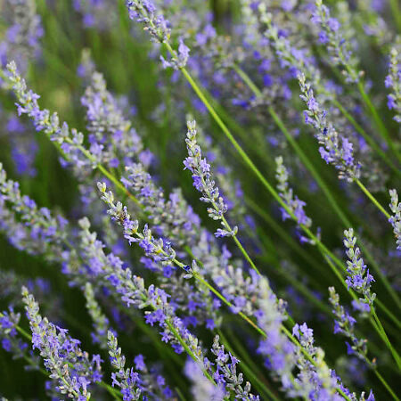 Provence Lavender - Drought Tolerant Beauty | The Tree Center