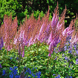 Purple Candles Astilbe For Sale Online | The Tree Center