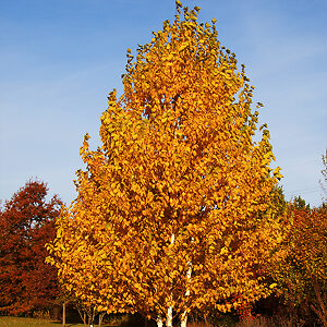 Renaissance Oasis Birch For Sale Online | The Tree Center