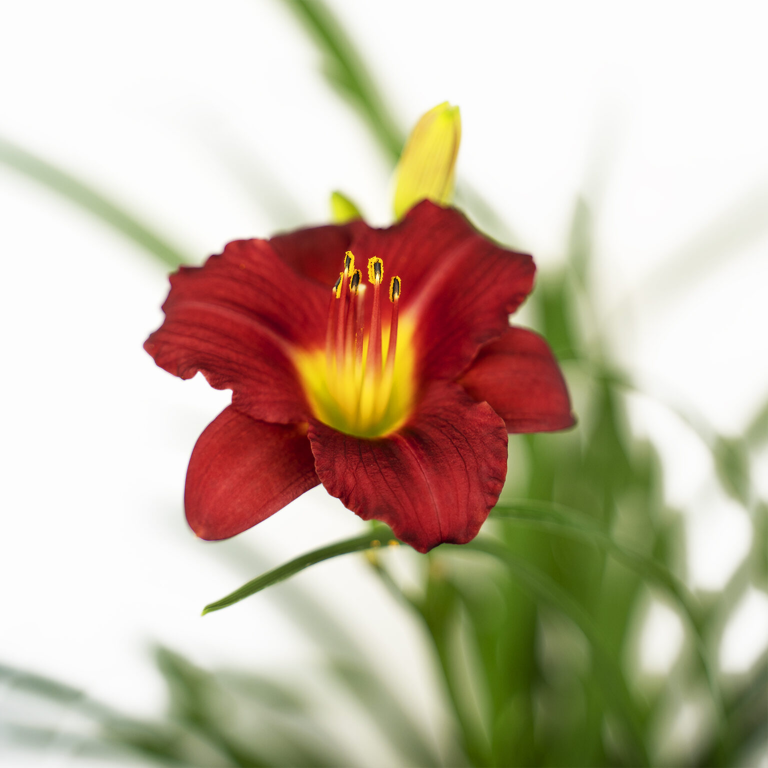 Ruby Stella Daylily For Sale Online | The Tree Center