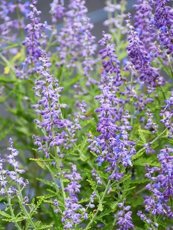 Sage Russian For Sale Online | The Tree Center