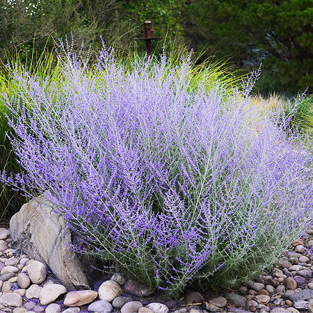 Sage Russian For Sale Online | The Tree Center