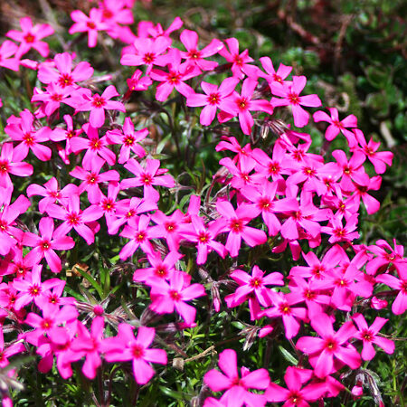 Scarlet Flame Creeping Phlox - Vibrant Ground Cover | The Tree Center