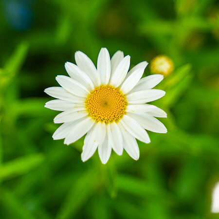 Snow Cap Daisy For Sale Online | The Tree Center