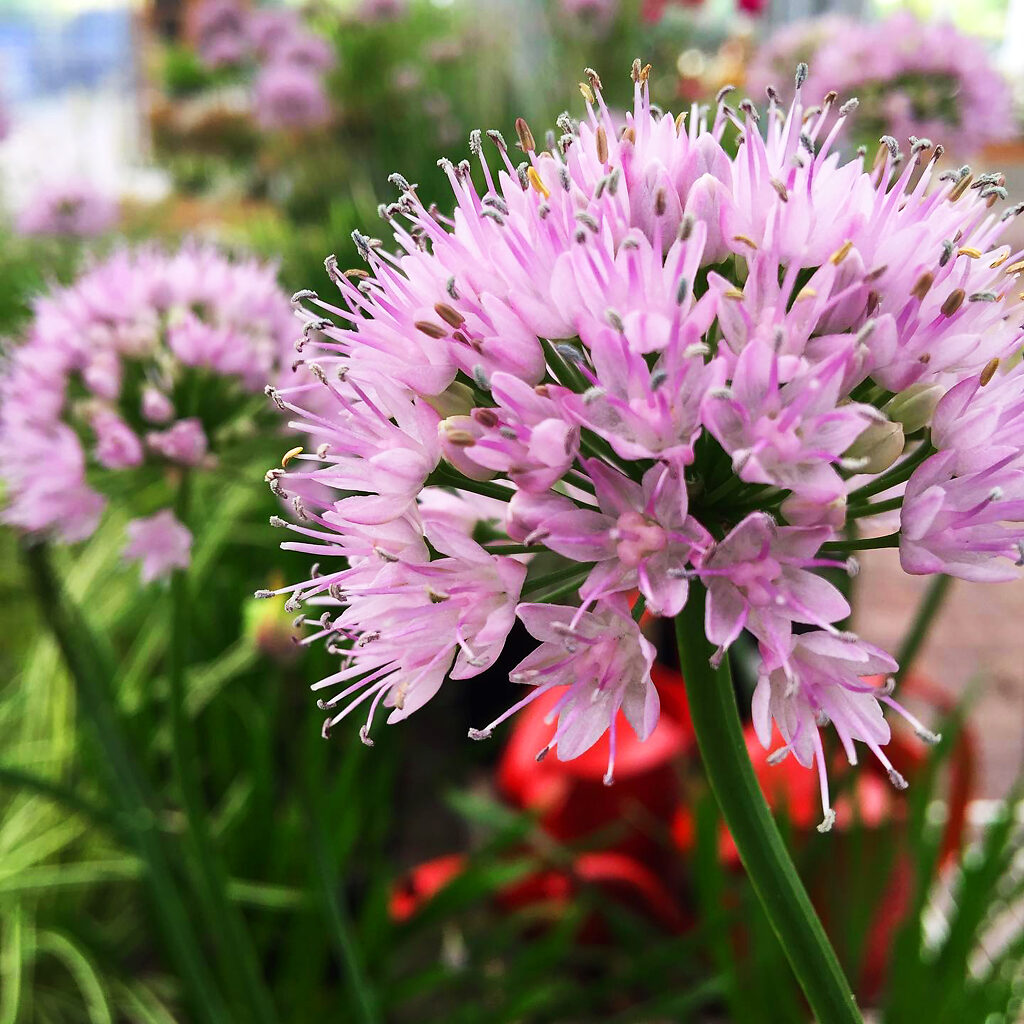 Summer Beauty Allium For Sale Online The Tree Center