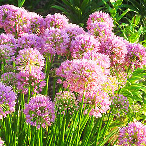 Summer Beauty Allium For Sale Online | The Tree Center