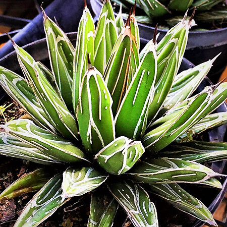 Porcupine Agave For Sale Online | The Tree Center