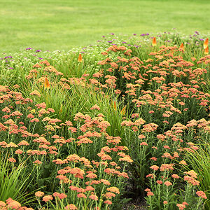 Peach Sky Achillea For Sale Online | The Tree Center