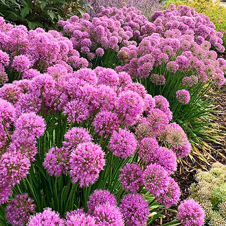 Serendipity Allium For Sale Online | The Tree Center