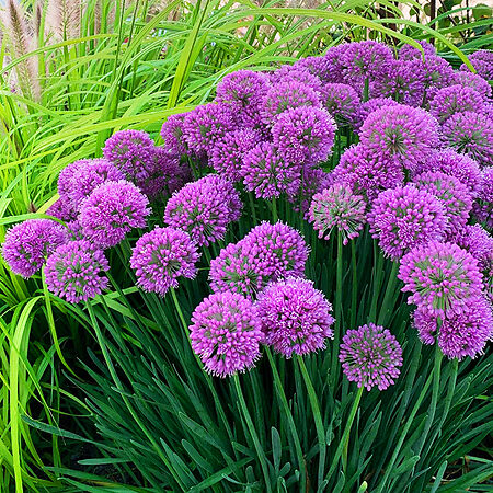 Serendipity Allium For Sale Online | The Tree Center