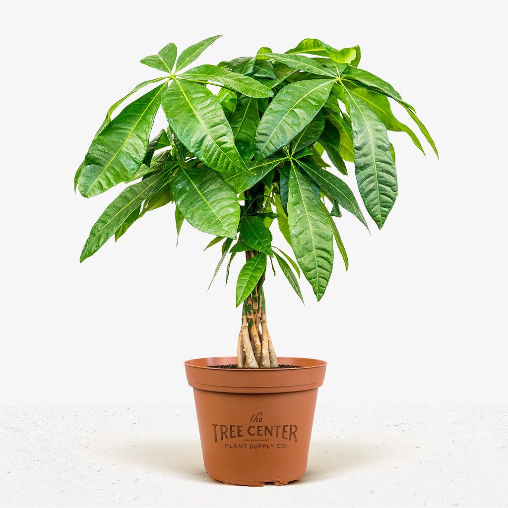 Braided Money Tree For Sale Online | The Tree Center