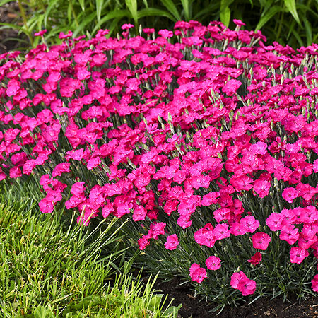 Paint the Town Fancy Dianthus For Sale Online | The Tree Center