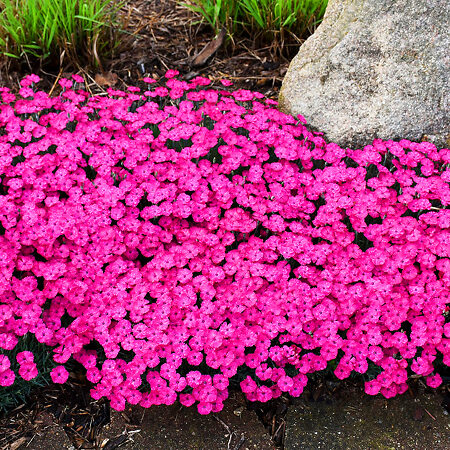 Paint the Town Magenta Dianthus For Sale Online | The Tree Center