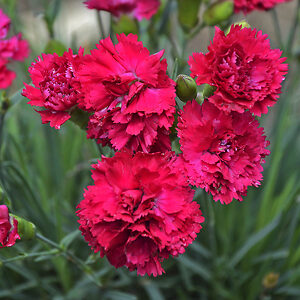 Fruit Punch® Cranberry Cocktail Dianthus For Sale Online | The Tree Center