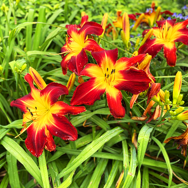 Rainbow Rhythm® Ruby Spider Daylily For Sale Online | The Tree Center