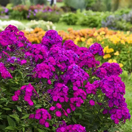 Luminary™ Ultraviolet Phlox For Sale Online | The Tree Center