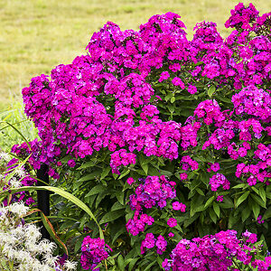 Luminary™ Ultraviolet Phlox For Sale Online | The Tree Center