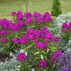 Luminary™ Ultraviolet Phlox For Sale Online | The Tree Center