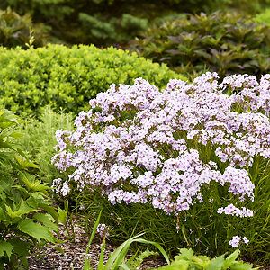 Opening Act Pink A Dot Phlox For Sale Online | The Tree Center