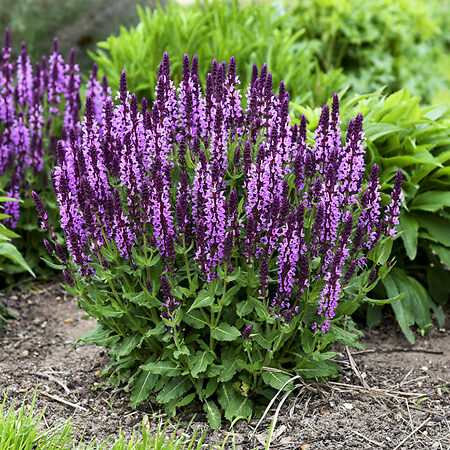 Pink Profusion Salvia For Sale Online | The Tree Center