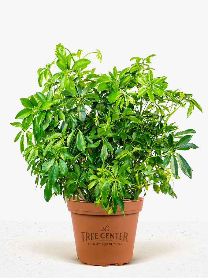 Long Leaf Ficus Trees For Sale Online | The Tree Center