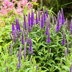 Magic Show® Purple Illusion Veronica For Sale Online | The Tree Center