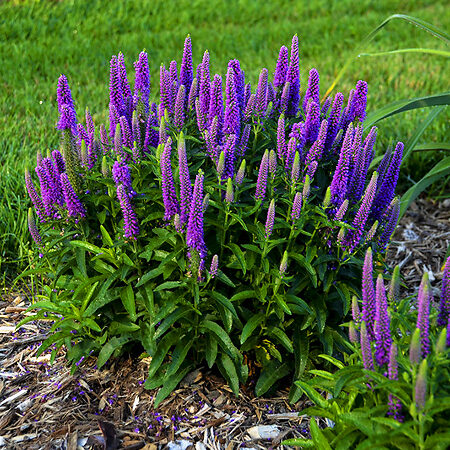 Magic Show® Purple Illusion Veronica For Sale Online | The Tree Center