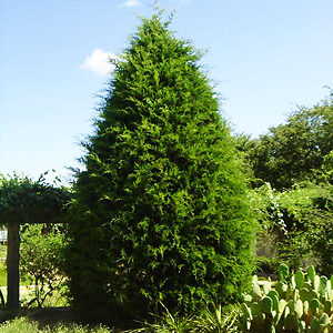 Eastern Red Cedar For Sale Online | The Tree Center