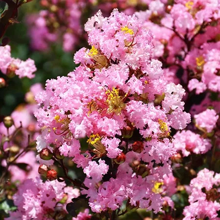 Rhapsody In Pink® Crape Myrtle Tree For Sale Online | The Tree Center