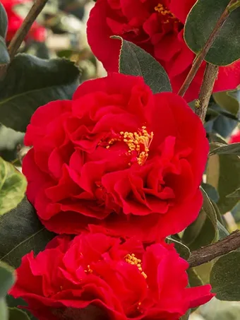 red camellia plant