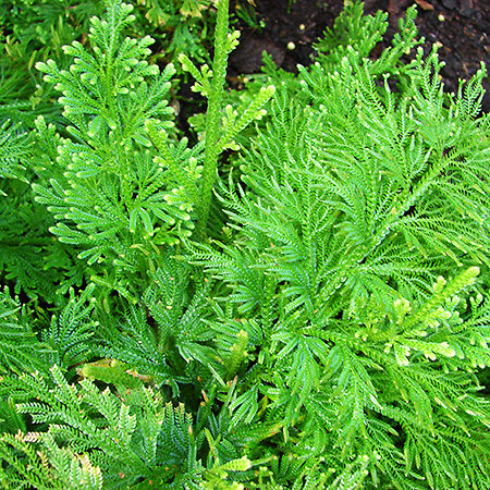 Arborvitae Fern For Sale Online | The Tree Center