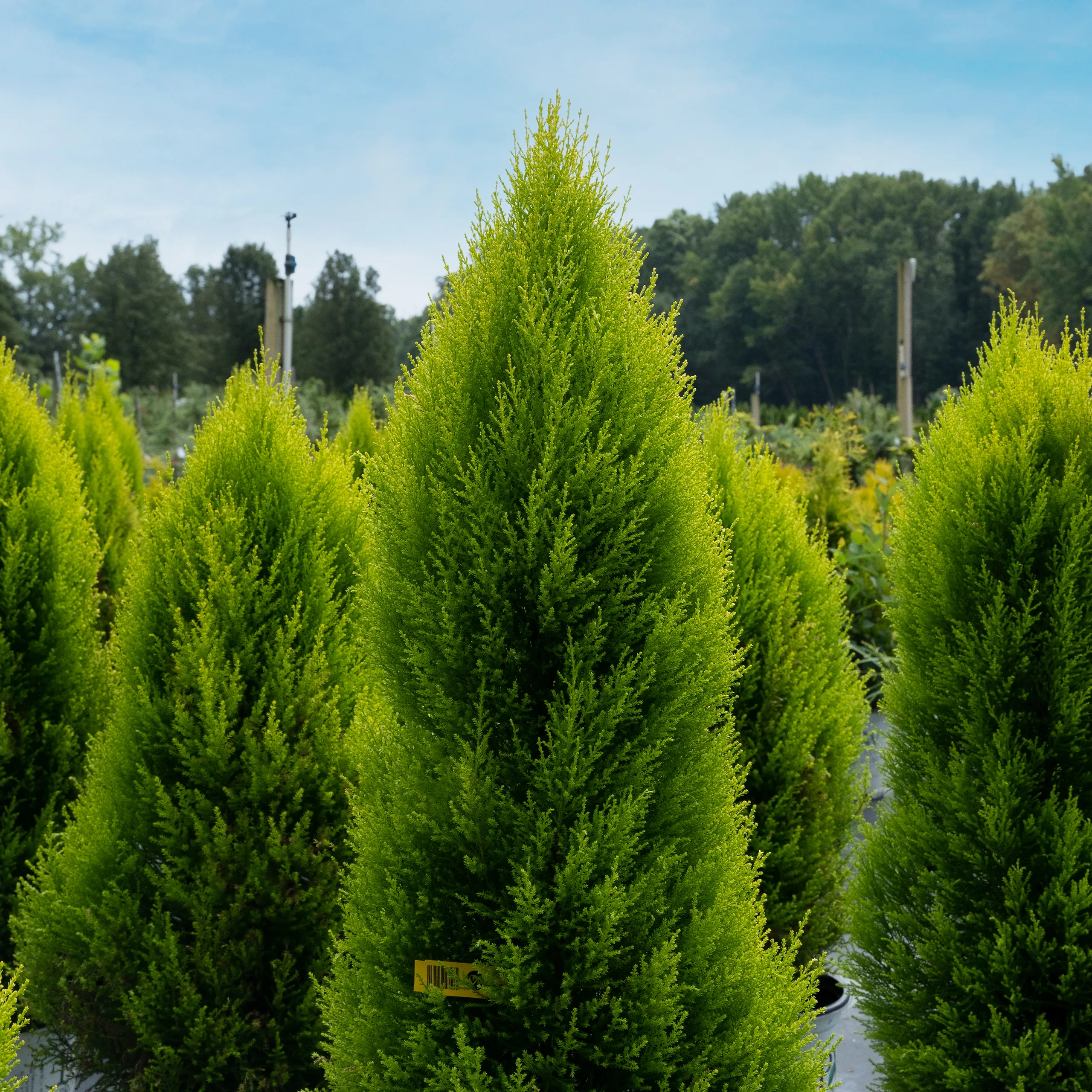 Wilma Goldcrest Lemon Cypress For Sale Online | The Tree Center