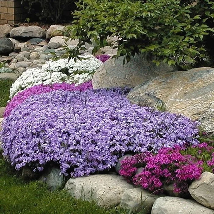 Creeping Phlox are Back in Style | The Tree Center™