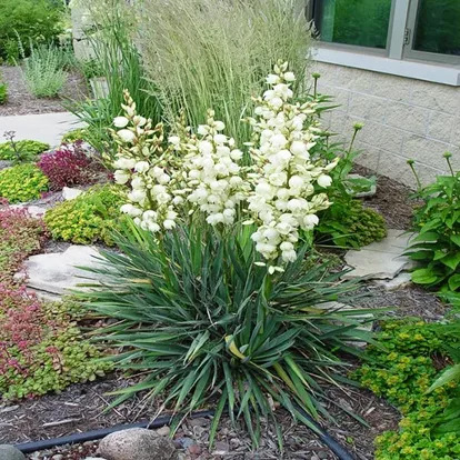 Adams Needle Yucca For Sale | The Tree Center