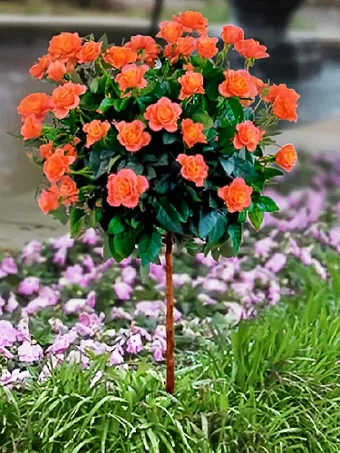 Buy Outdoor Rose Bushes Online | The Tree Center