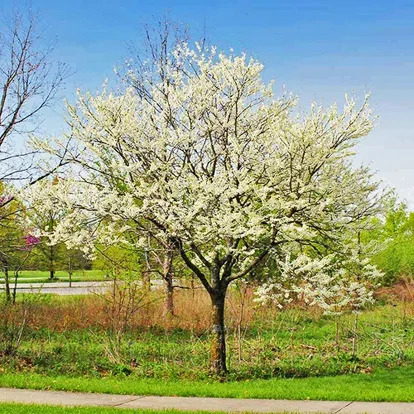 Royal White Redbud For Sale Online | The Tree Center