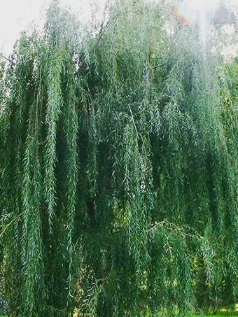 Weeping Willow Trees For Sale