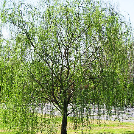 Wisconsin Weeping Willow For Sale | The Tree Center