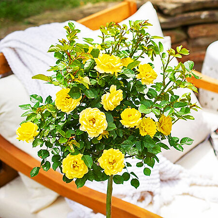 Yellow Sunblaze Miniature Rose Tree Form For Sale Online The Tree