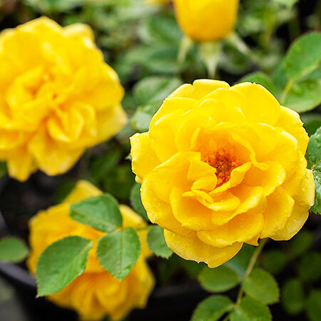 Yellow Sunblaze Miniature Rose Tree Form For Sale Online The Tree Center