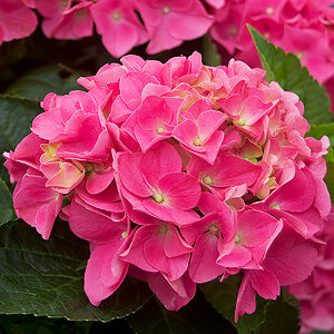 Cityline® Vienna Hydrangea For Sale Online | The Tree Center